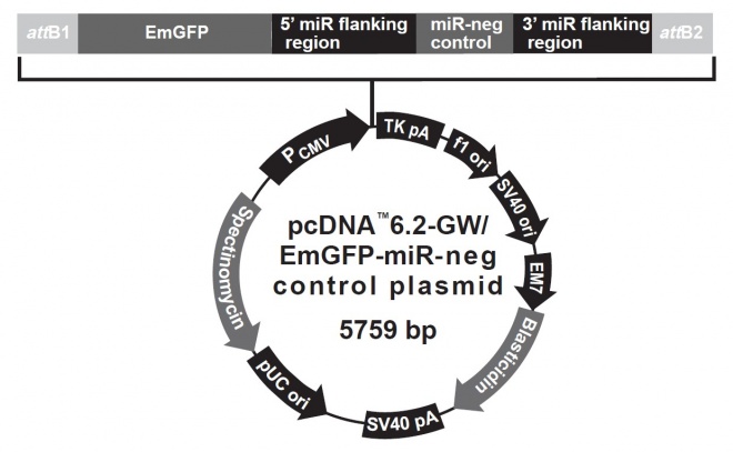 pcDNA6.2-GWEmGFP-miR negative 质粒图谱