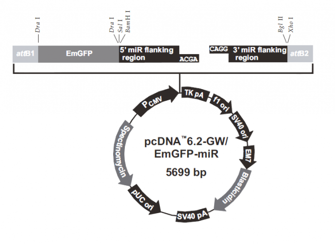 pcDNA6.2-GW/EmGFP-miR 质粒图谱