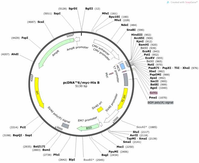 pcDNA6/myc-His B 载体图谱