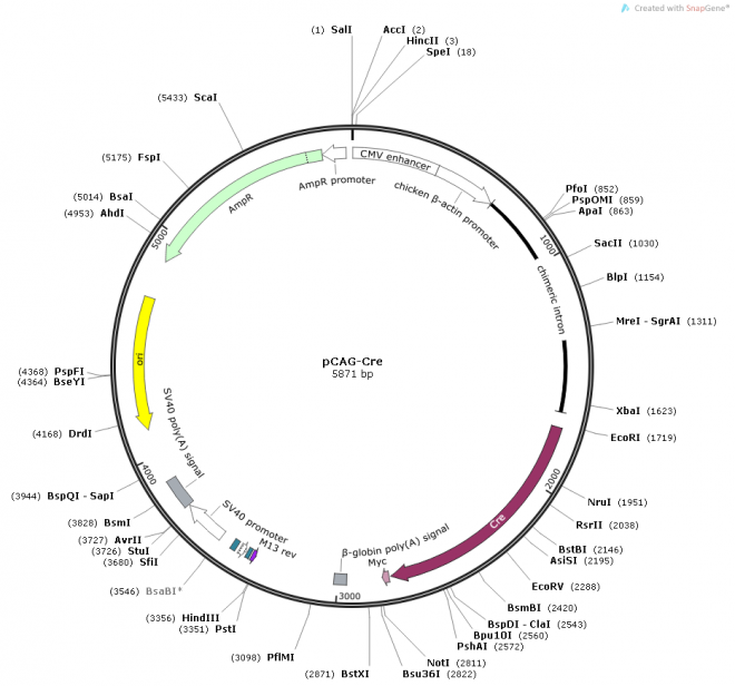 pCAG-Cre质粒图谱