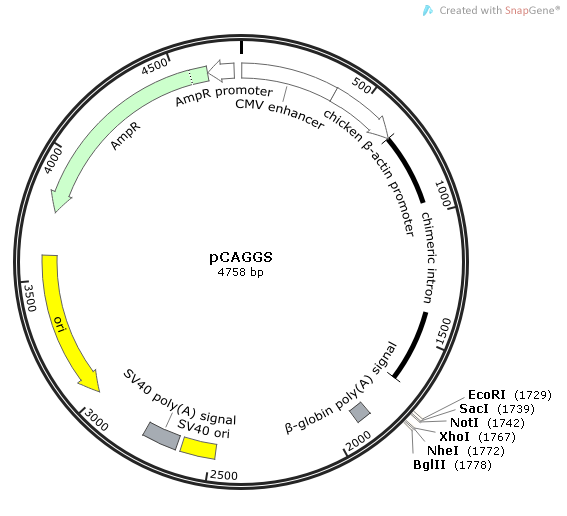 pCAGGS 质粒图谱
