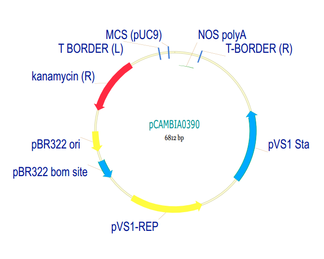 pCAMBIA0390质粒图谱