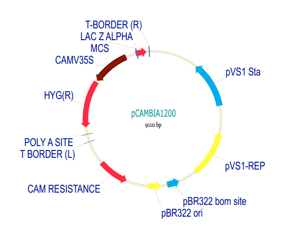 pCAMBIA1200质粒图谱