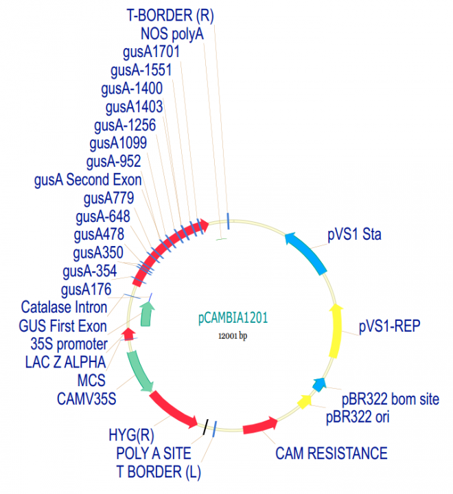pCAMBIA1201质粒图谱