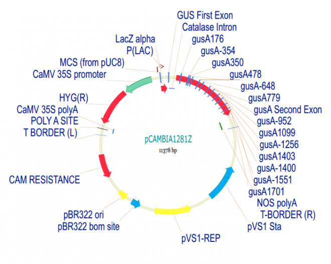 pCAMBIA1281Z质粒图谱