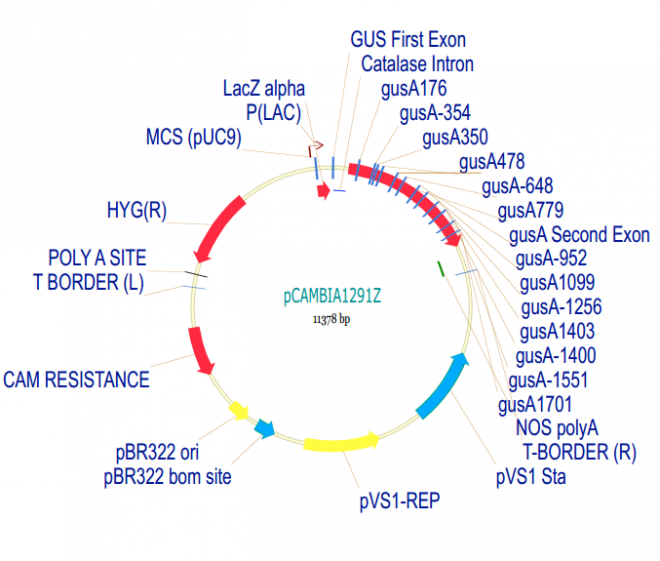 pCAMBIA1291Z质粒图谱
