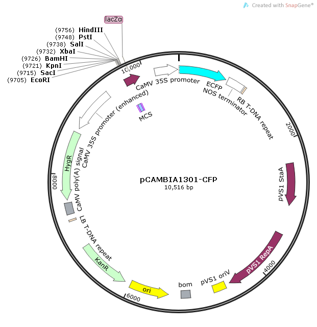 pCAMBIA1301-CFP质粒图谱