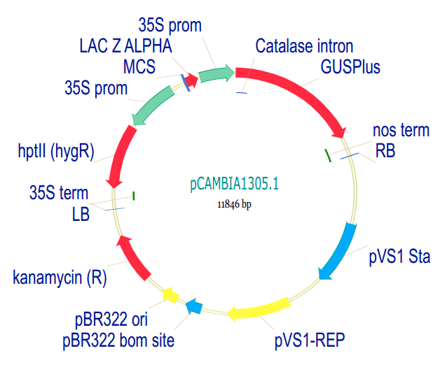 pCAMBIA1305.1质粒图谱
