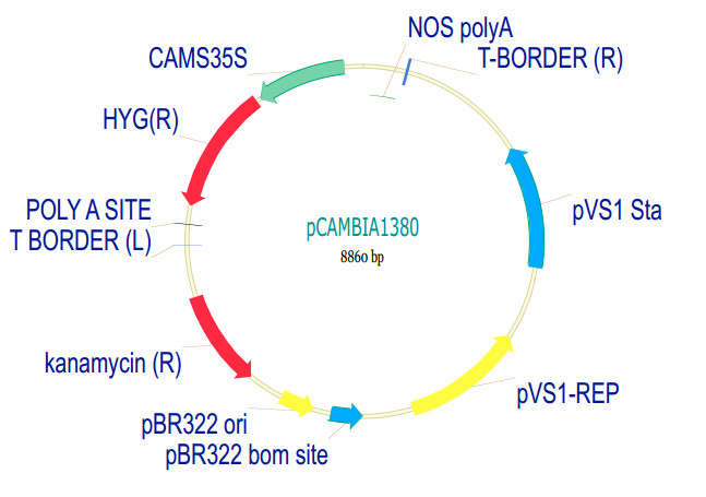 pCAMBIA1380质粒图谱