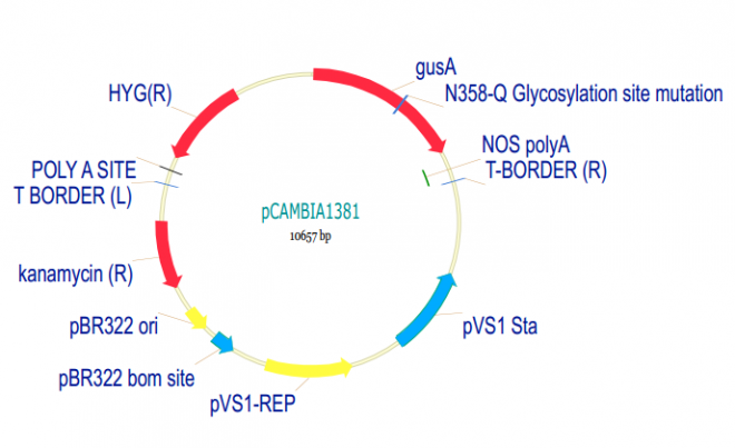 pCAMBIA1381质粒图谱