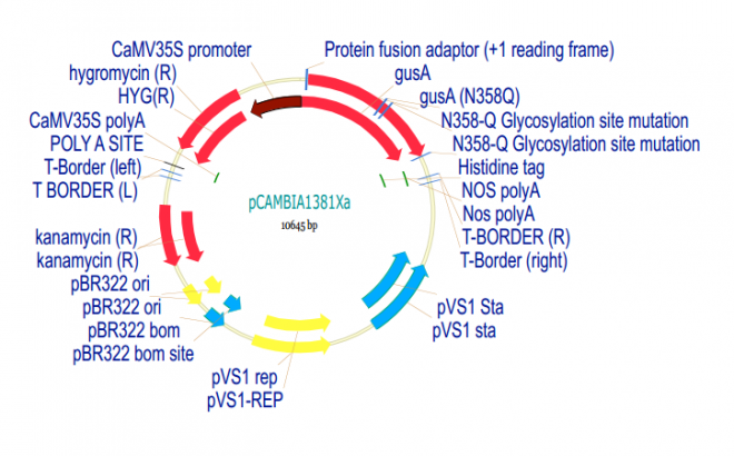 pCAMBIA1381Xa质粒图谱