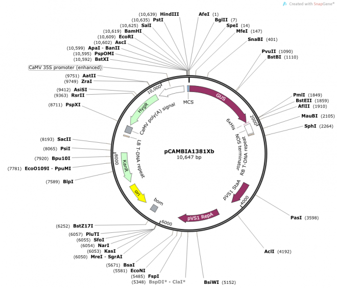 pCAMBIA1381Xb质粒图谱