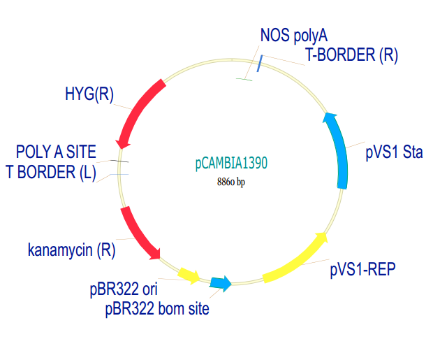 pCAMBIA1390质粒图谱
