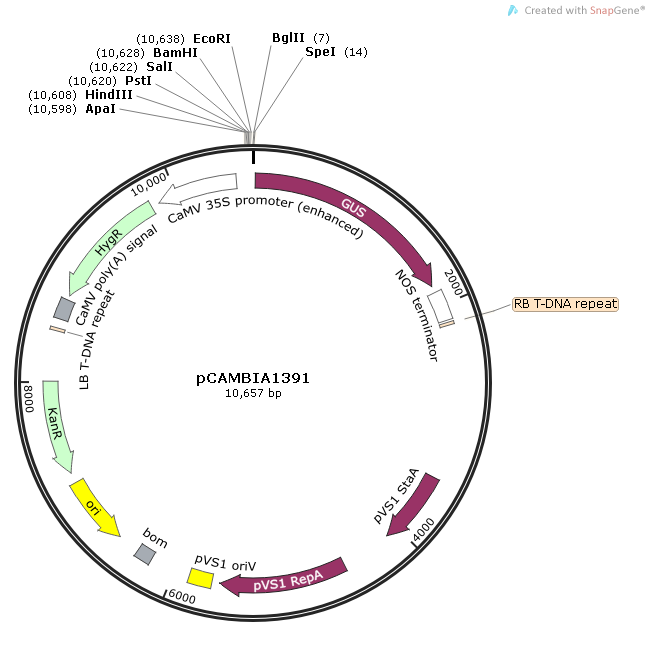 pCAMBIA1391质粒图谱