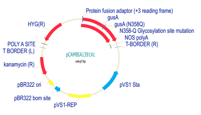 pCAMBIA1391Xc质粒图谱