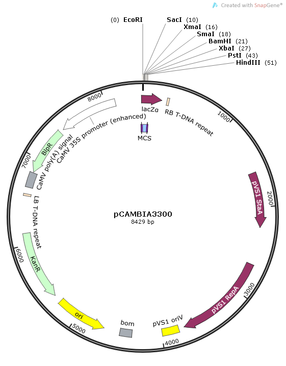 pCAMBIA3300 质粒图谱