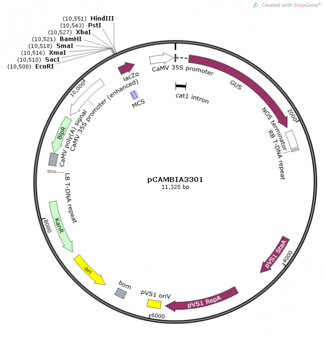 pCAMBIA3301 质粒图谱