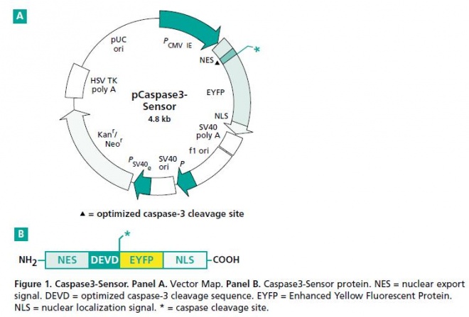 pCaspase3-Sensor 质粒图谱