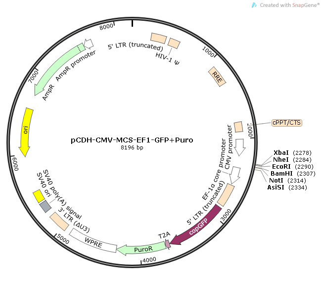 pCDH-CMV-MCS-EF1-GFP+Puro质粒图谱