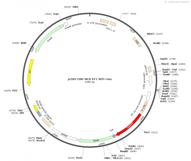 pCDH-CMV-MCS-EF1-RFP+Neo质粒图谱