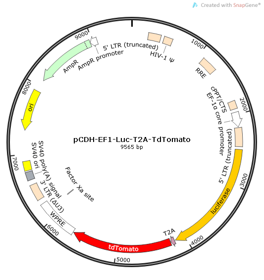 pCDH-EF1-Luc-T2A-tdTomato质粒图谱