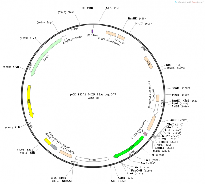 pCDH-EF1-MCS-T2A-copGFP质粒图谱