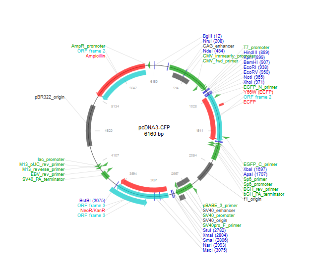 pcDNA3-CFP质粒图谱