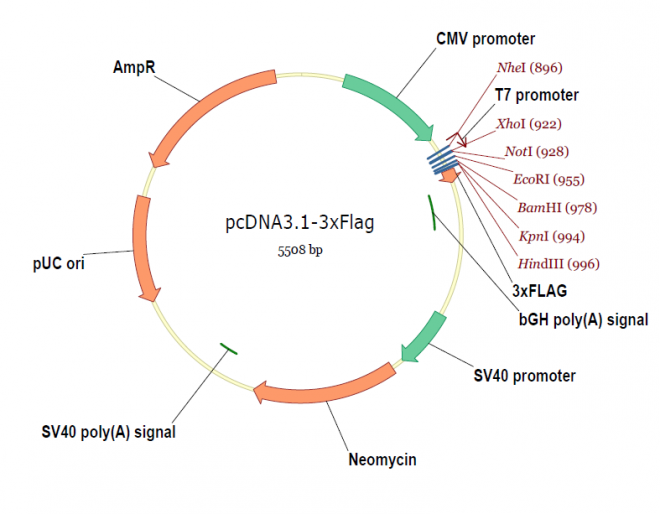 pcDNA3.1-3xFlag质粒图谱