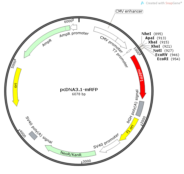 pcDNA3.1-mRFP质粒图谱