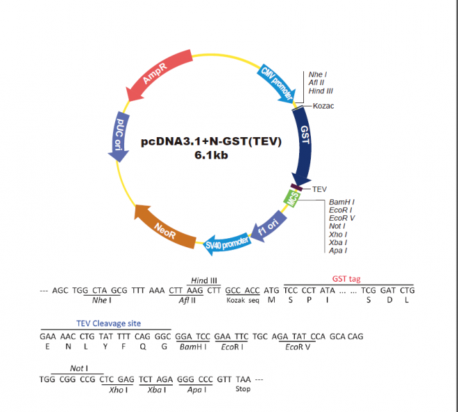 pcDNA3.1-N-GST-TEV