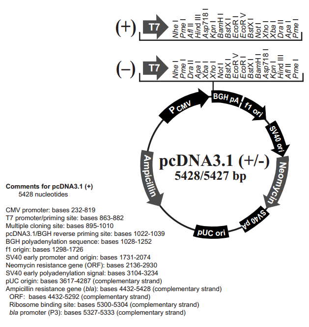 pcDNA3.1(+) 质粒图谱