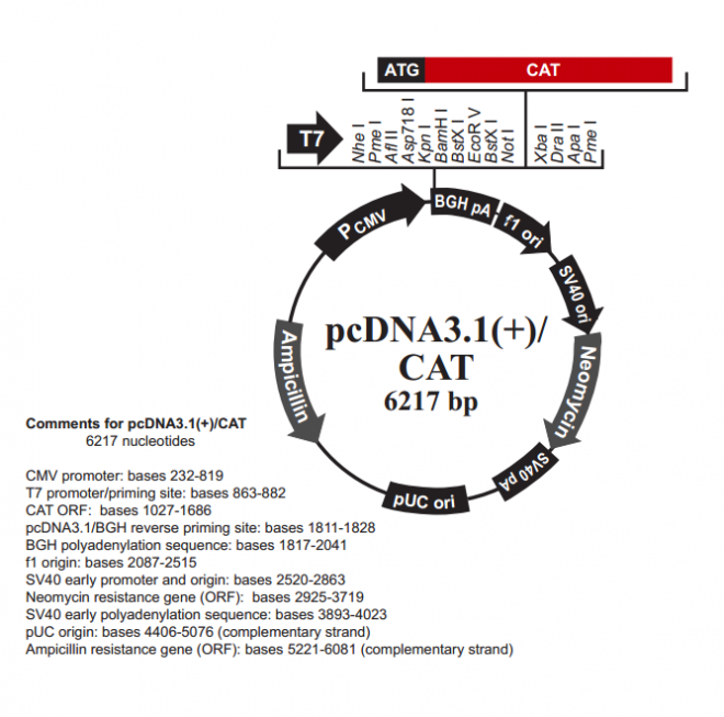 pcDNA3.1(+)/CAT质粒图谱