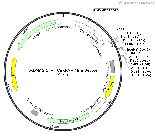 pcDNA3.1(+) CircRNA Mini Vector质粒图谱