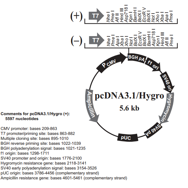 pcDNA3.1/Hygro(+) 质粒图谱