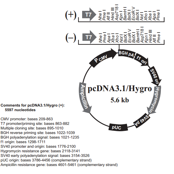 pcDNA3.1/Hygro(-) 质粒图谱