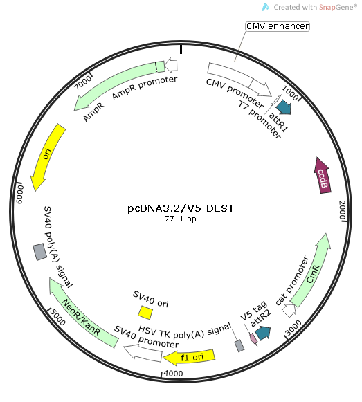 pcDNA3.2/V5-DEST质粒图谱