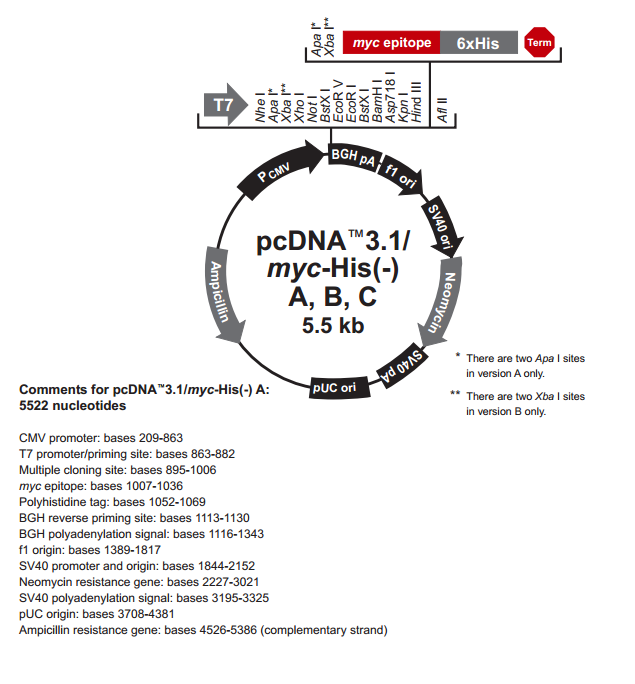 pcDNA3.1(-)/myc-His C 质粒图谱