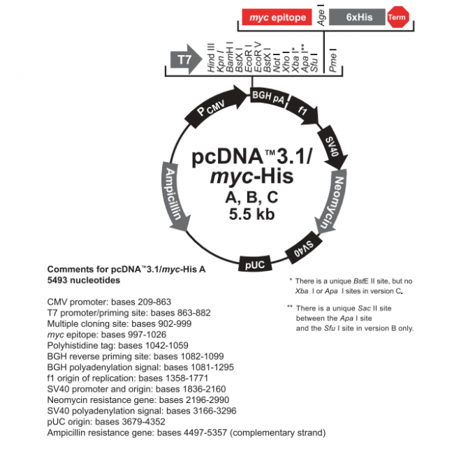 pcDNA3.1(+)/myc-His A  质粒图谱