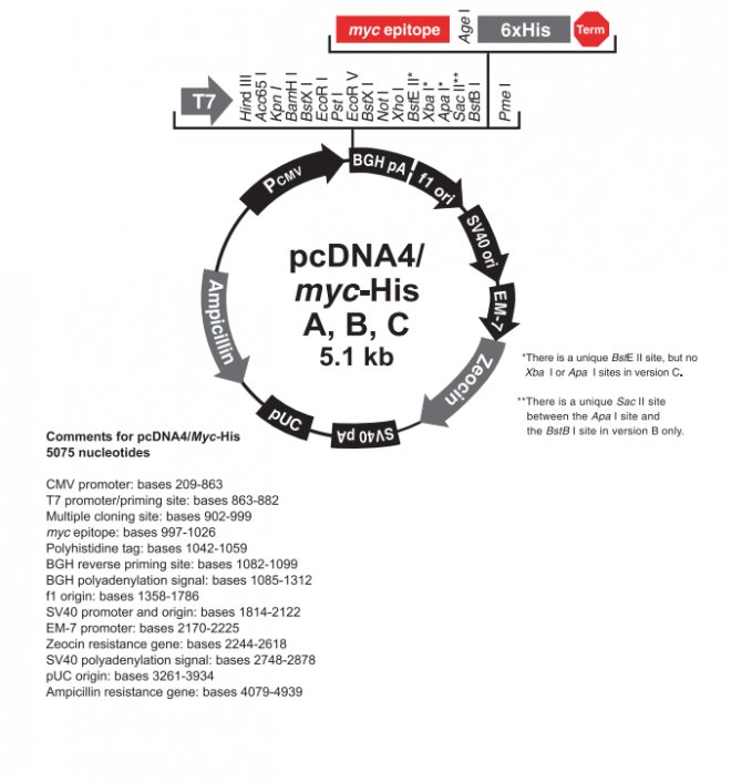 pcDNA4/myc-His A质粒图谱