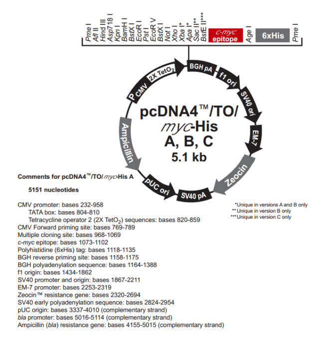 pcDNA4/TO/myc-His A 质粒图谱