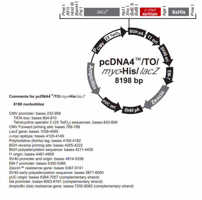 pcDNA4/TO/Myc-His /LacZ 质粒图谱