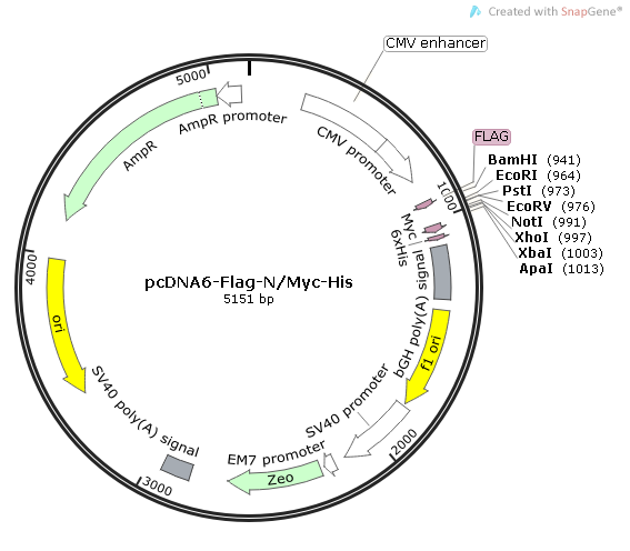 pcDNA6-Flag-N/Myc-His质粒图谱