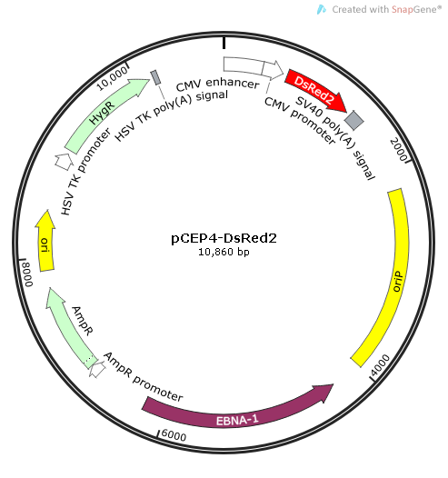 pCEP4-DsRed2质粒图谱