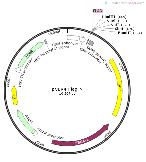 pCEP4-Flag-N质粒图谱