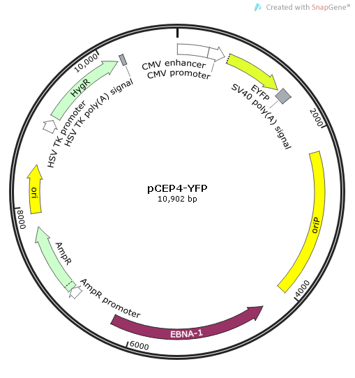 pCEP4-YFP质粒图谱
