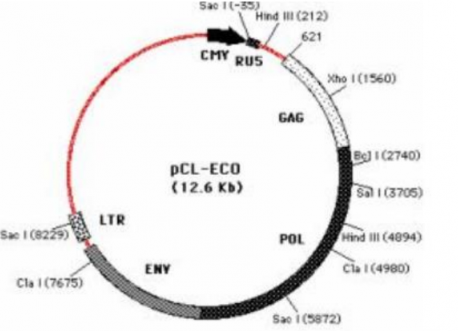 pCL-Eco质粒图谱