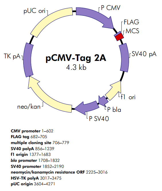 pCMV-Tag 2A质粒图谱