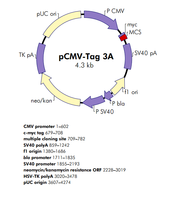 pCMV-Tag 3A 质粒图谱