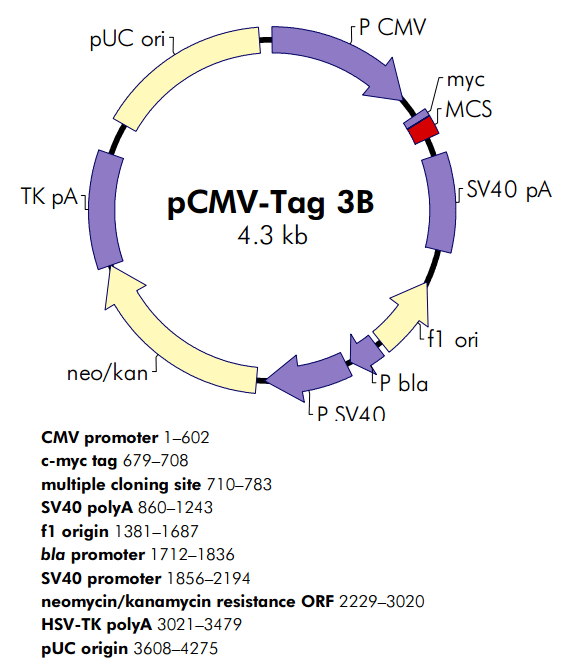 pCMV-Tag 3B质粒图谱