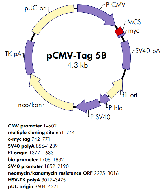 pCMV-Tag 5B质粒图谱